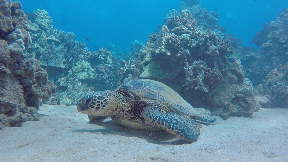 Best Maui Ocean Activities Snorkeling