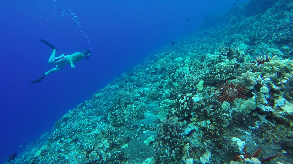 Best Maui Ocean Activities Snorkeling