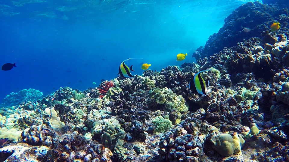 Best Maui Ocean Activities Snorkeling