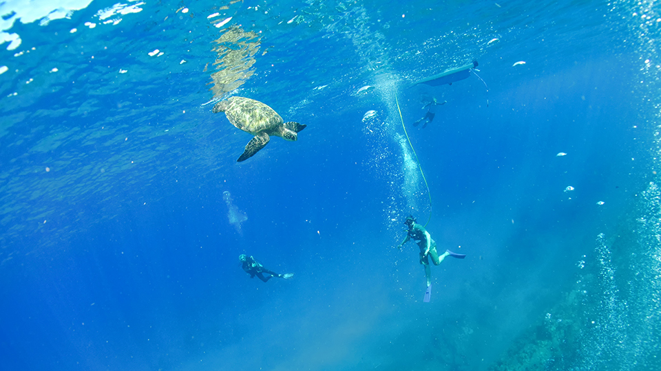 Turtle SNUBA on Maui