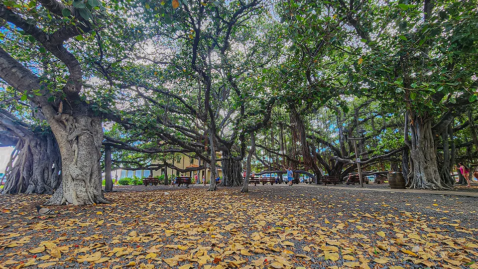 Best Maui Activities Lahaina’s Banyan Tree