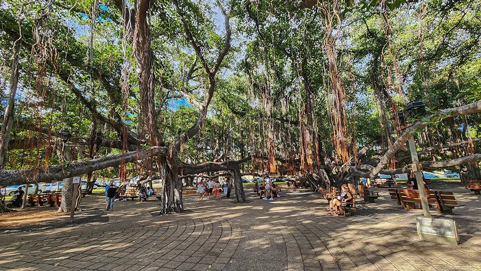 Best Maui Activities Lahaina’s Banyan Tree