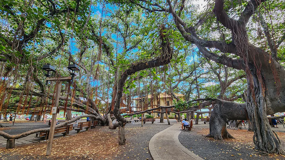 Best Maui Activities Lahaina’s Banyan Tree