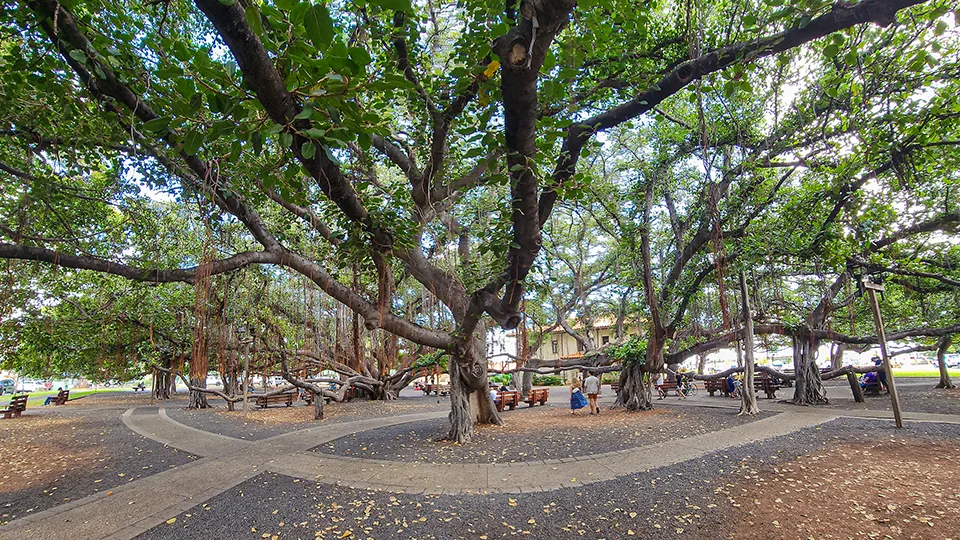 Best Maui Activities Lahaina’s Banyan Tree