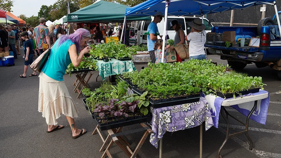 Best Maui Activities Upcountry Farmers Market