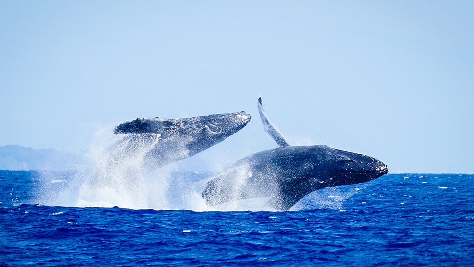 Best Maui Activities Whale Watch