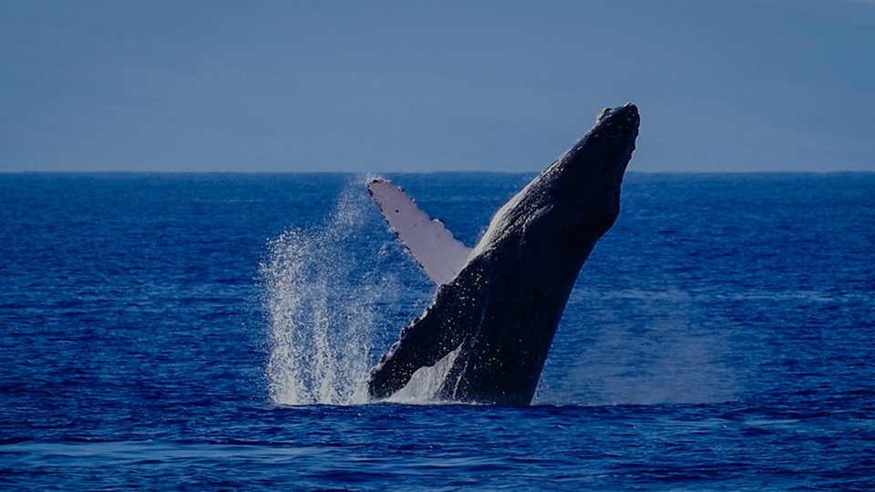 Top Maui Activities Whale Watch