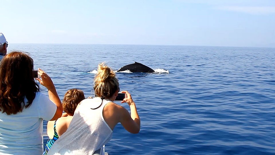 Best Maui Activities Whale Watch