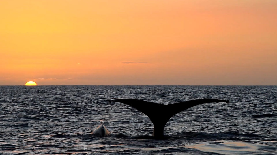 Best Things to Do in Maui Hawaii Whale Watching