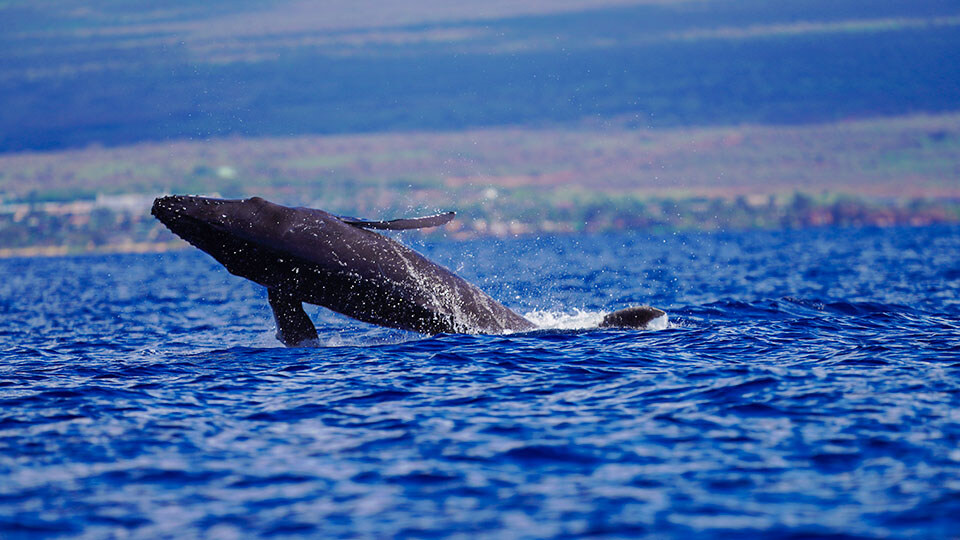 Best Maui Activities Whale Watching
