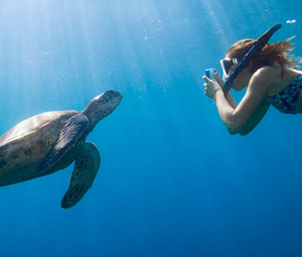 Best Underwater Turtle Snorkel Molokini Things to Do in Maui Hawaii