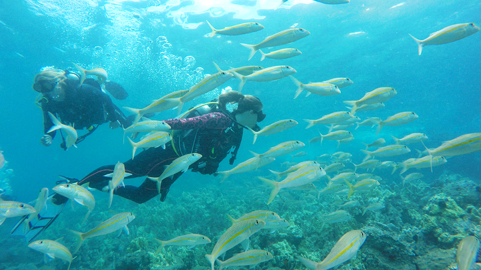 Best Maui Ocean Activities Scuba