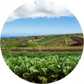 Maui Best Organic Food Evonuk Farms