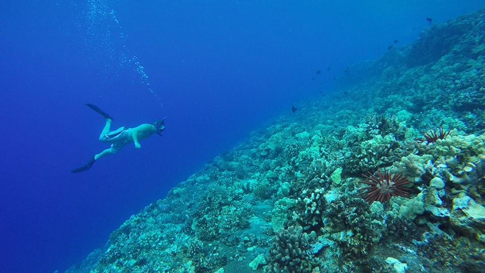Coral Reef Maui snorkeling