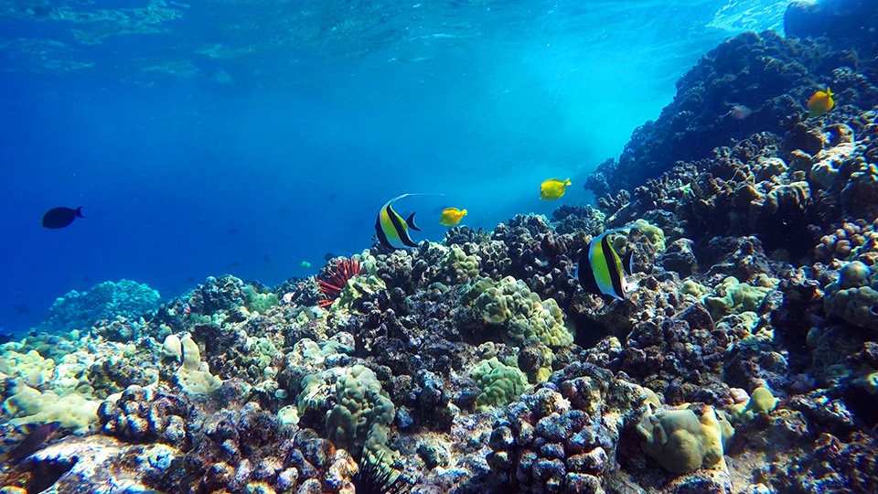 Where to Snorkel in Maui Coral Reefs Molokini