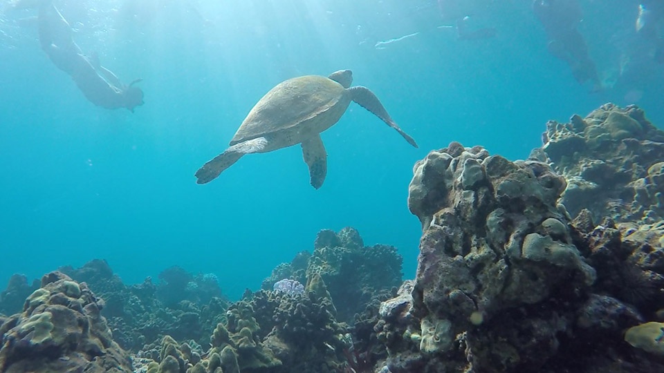 Snorkeling with turtles on maui