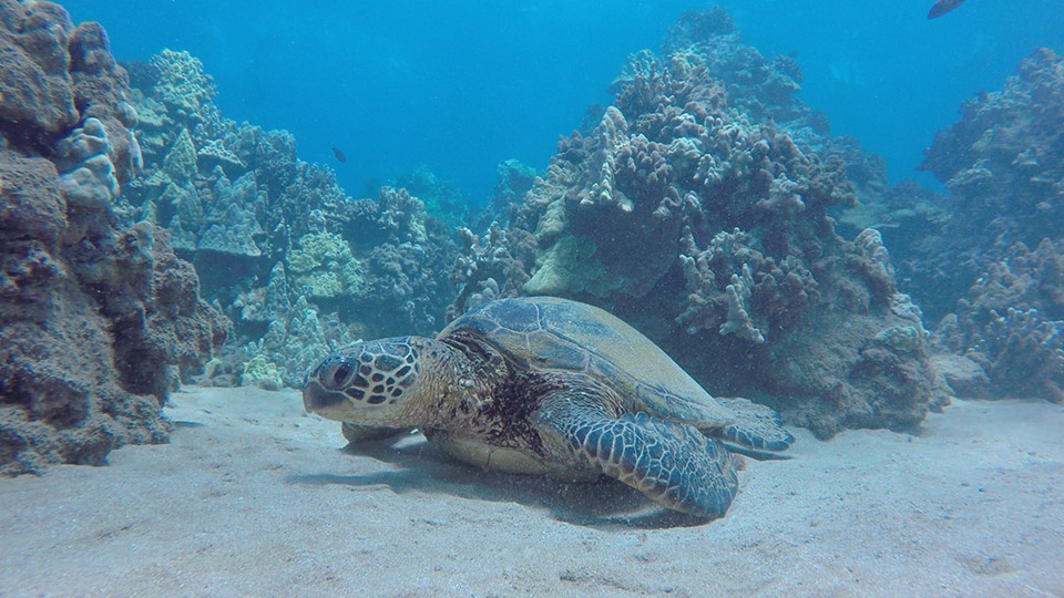 Turtle Town Maui Hawaii