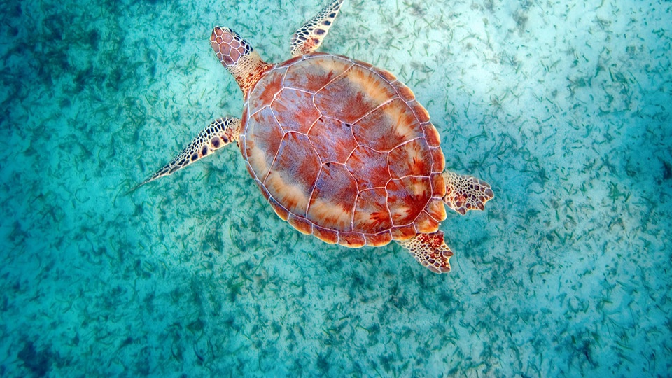Maui Best Turtle Town Snorkeling