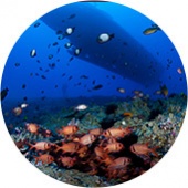 Best Activities Lahaina Kaanapali Atlantis Submarine