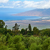 Best Maui Plantation Tours O'o Farms