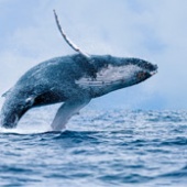 Best Activities Lahaina Kaanapali West Maui Whale Watching Snorkel Tours