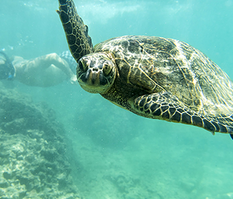 Hona - Hawaiian Green Sea Turtle