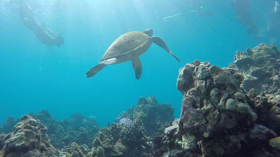 Green Sea Turtle
