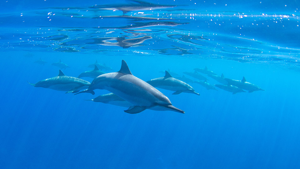 Dolphins swimming at South Kona