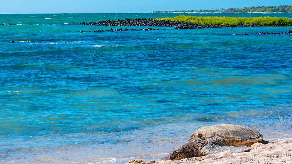 Snorkeling Spot in South Kona