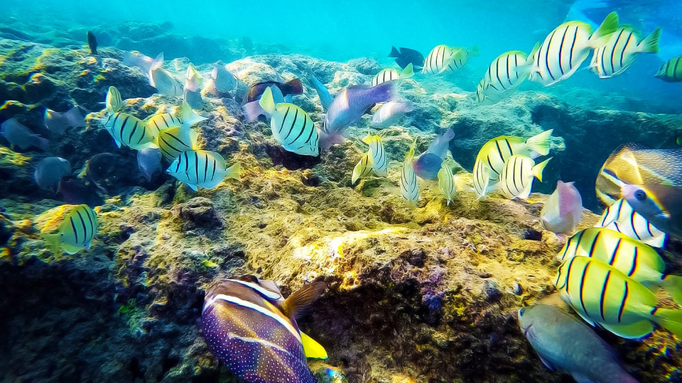 Fish at Hanauma Bay