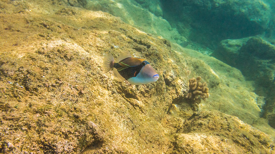 Aerial Photo of Sharks Cove