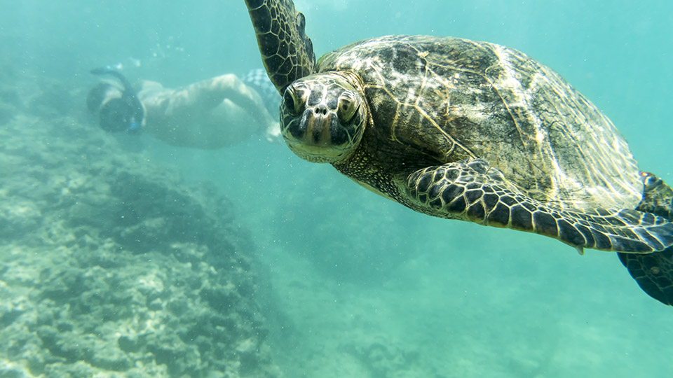 Green Sea Turtle - Turtle Canyons