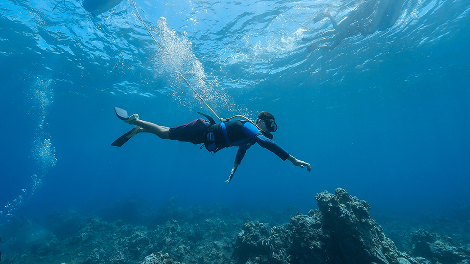 SNUBA Diver Underwater Looking at Coral