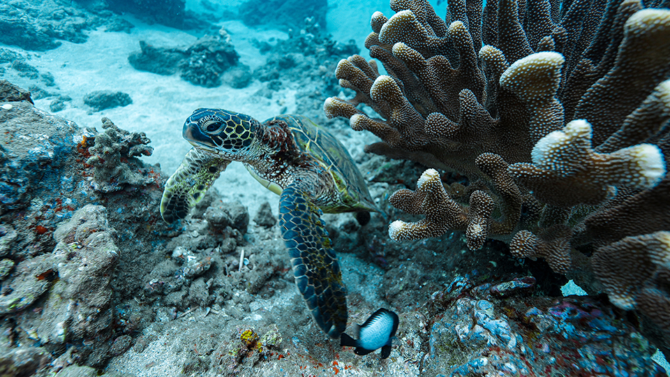 Hawaiian Green Sea Turtle with Coral