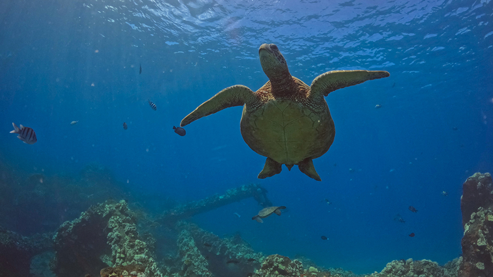 Hawaiian Green Sea Turtle Underwater at Turtle Town