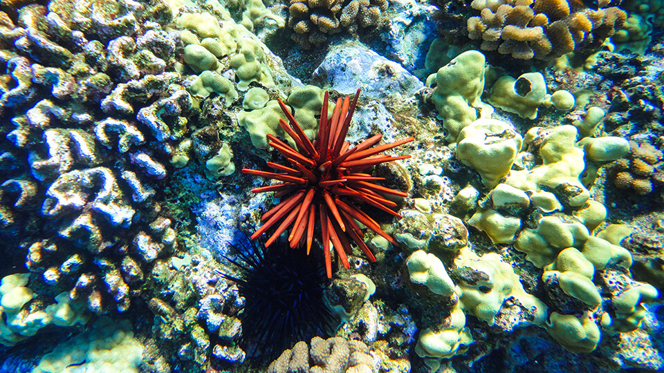 History of Molokini Conservation Urchin