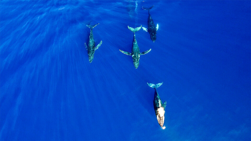 History of Molokini Conservation Whale Watching