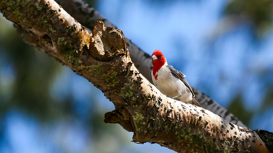 Complete Guide to Haleakala Bird Watching Red Crested Cardinal