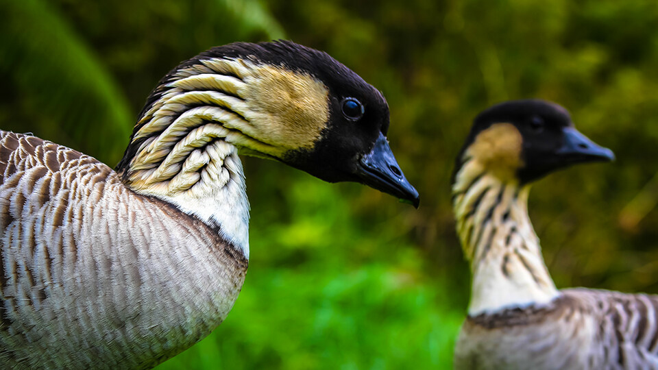 Complete Guide to Haleakala Bird Watching Nene Goose