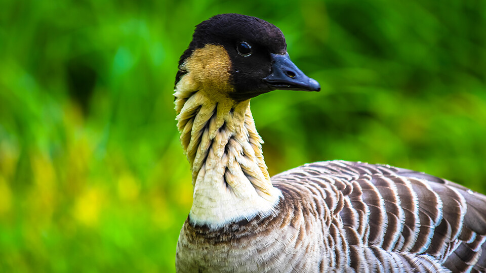 Complete Guide to Haleakala Conservation Nene Goose