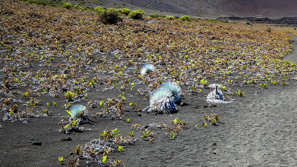 Complete Guide to Haleakala Conservation Silverswords