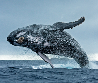 whale in a jump