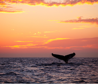 White whale at sunset