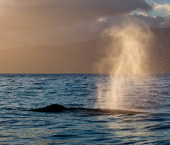 Whale fountain