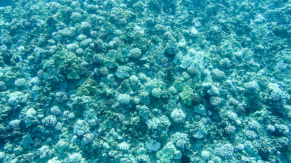 Maui Coral Reef Restoration Projects