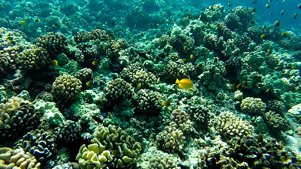 Maui Coral Reef Restoration Projects