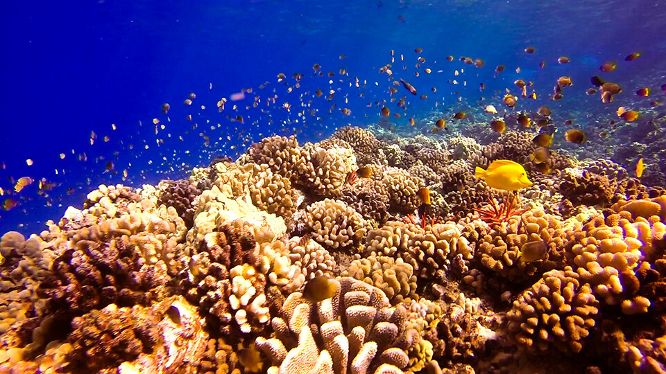 Maui Coral Reef Restoration Projects