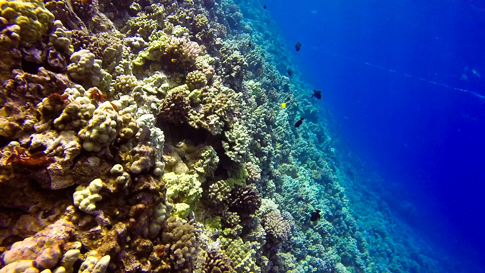 Maui Coral Reef Restoration Projects