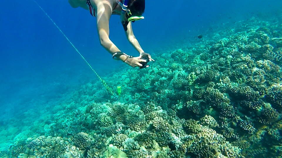 Maui Nui Marine Resource Council