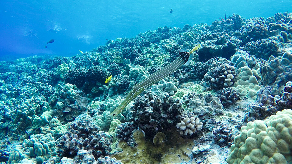 Tropical Fish Seen at Maui's Turtle Town